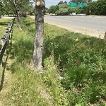 Tall Grass/Weeds at 12259 Jefferson Ave