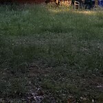 Tall Grass/Weeds at 96 Scufflefield Rd