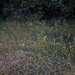 Tall Grass/Weeds at 114 Scufflefield Rd