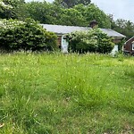 Tall Grass/Weeds at 19 Evelyn Dr