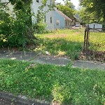 Tall Grass/Weeds at 831 16 Th St