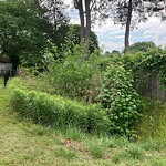 Tall Grass/Weeds at 548 Dixie Pl