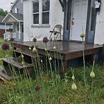 Tall Grass/Weeds at 36 Mulberry Ave