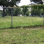Tall Grass/Weeds at 624 Dresden Dr