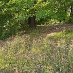 Tall Grass/Weeds at 239 Anne Dr