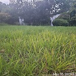 Tall Grass/Weeds at 1414 Riversedge Rd