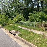 Tall Grass/Weeds at 429 Orangewood Ct