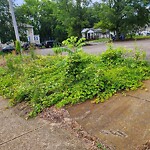 Tall Grass/Weeds at 2819 Roanoke Ave