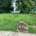Tall Grass/Weeds at 917 20 Th St