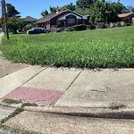 Tall Grass/Weeds at 4213 Chestnut Ave