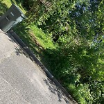 Tall Grass/Weeds at 305 Paulette Dr