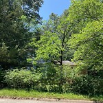 Tall Grass/Weeds at 877 Colleen Dr