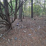 Litter/Illegal Dumping at 416 Hustings Ln