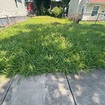 Tall Grass/Weeds at 637 27 Th St
