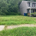 Tall Grass/Weeds at 742 19 Th St