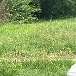 Tall Grass/Weeds at 727 19 Th St