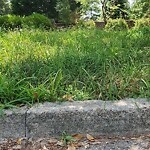 Tall Grass/Weeds at 16 River Rd