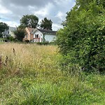 Tall Grass/Weeds at 117 Cedar Ave