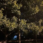 Streetlights at 55 Ivy Farms Rd