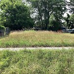 Tall Grass/Weeds at 1113 30 Th St