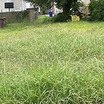 Tall Grass/Weeds at 722 19 Th St