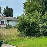 Tall Grass/Weeds at 117 Cedar Ave