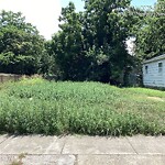 Tall Grass/Weeds at 1044 25 Th St