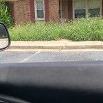 Tall Grass/Weeds at 14567 Old Courthouse Way