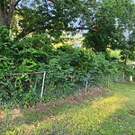 Tall Grass/Weeds at 325 Judy Dr