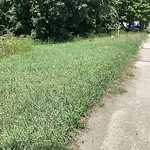 Tall Grass/Weeds at 12813 Jefferson Ave