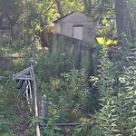 Tall Grass/Weeds at 117 Menchville Rd