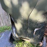Damaged Container at 1221 Cobbler Way